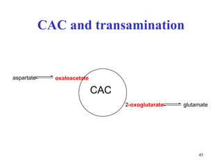CAC and  t ransamination oxaloacetate 2-oxoglutarate CAC aspartate glutamate 