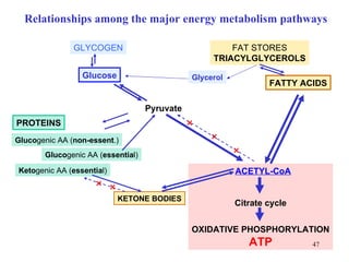 Relationships among the major energy metabolism pathways GLYCOGEN Glucose FAT STORES TRIACYLGLYCEROLS FATTY ACIDS PROTEINS Gluco genic AA ( non-essent .) Gluco genic AA ( essentia l) Keto genic AA ( essentia l) KETONE BODIES Glycerol × Pyruvate × × × × ACETYL-CoA Citrate cycle OXIDATIVE PHOSPHORYLATION ATP 