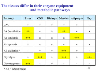 The tissues differ in their enzyme equipment  and metabolic pathways * K B  = keto ne bodies  - - - + - +++ Gluconeogenesis +++ + +++ + +++ + Glycolysis - + +++ + + - KB oxidation * - - - - - + Ketogenesis - +++ ± ± ± +++ FA synthesis - - ++ + - ++ FA  β -oxidation  - + + + + + CAC Ery Adipocyte Muscles Kidneys CNS Liver Pathway 