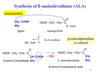 Synthesis of   -aminolevulinate (ALA) ALA-synthase C H 2 N H 2 C O O H H O O C C H 2 C H 2 C S O C o A glycin succinyl-CoA H O O C C H 2 C H 2 C O C H 2 N H 2 H O O C C H 2 C H 2 C O C H N H 2 C O O H 2-amino-3-oxoadipate H S C o A -  CO 2  -aminolevulinate (5-amino-4-oxobutanoic acid) pyridoxalphosphate  is cofactor mitochondria 