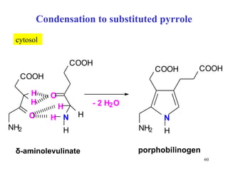 Condensation to substituted pyrrole δ -aminolevulinate cytosol C O O H N O H H H H O N H 2 C O O H H H - 2 H 2 O porphobilinogen N N H 2 C O O H C O O H H 