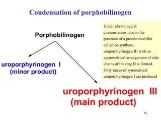 Condensation of porphobilinogen Under physiological circumstances ,  due to the presence of a protein modifier   called co-synthase,  uroporphyrinogen III with an asymmetrical arrangement of side chains of the ring D is formed.  Only traces of symmetrical uroporphyrinogen I are produced Porphobilinogen uroporphyrinogen  I (minor product) uroporphyrinogen  III (main product) 
