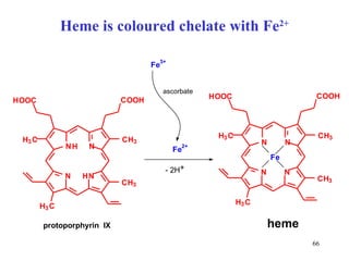 Heme is coloured chelate with Fe 2+ protoporphyrin  IX F e heme H N N N N C H 3 H 3 C C H 3 H 3 C C O O H H O O C H ascorbate F e 3+ - 2H + N N N N C H 3 H 3 C C H 3 H 3 C C O O H H O O C F e 2+ 