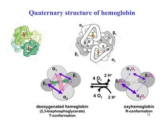 Quaternary structure of hemoglobin 4 O 2 α 1 α 2 β 1 β 2 deoxygenated hemoglobin (2,3-bisphosphoglycerate) T-conformation 4 O 2 2 H + 2 H + α 2 α 1 β 2 β 1 oxyhemoglobin R-conformation α 1 O 2 α 2 O 2 β 1 O 2 β 2 O 2 