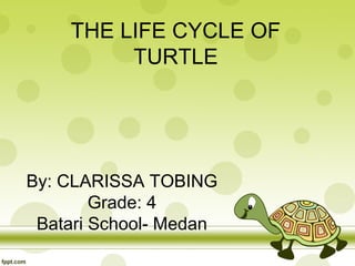 THE LIFE CYCLE OF
TURTLE

By: CLARISSA TOBING
Grade: 4
Batari School- Medan

 