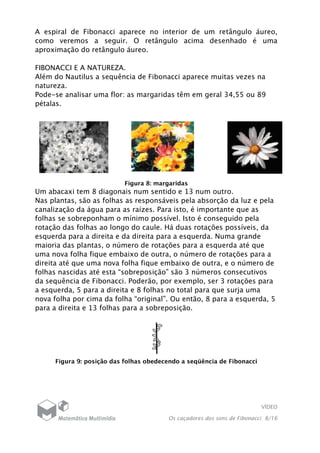 VÍDEO
Os caçadores dos sons de Fibonacci 8/16
A espiral de Fibonacci aparece no interior de um retângulo áureo,
como veremos a seguir. O retângulo acima desenhado é uma
aproximação do retângulo áureo.
FIBONACCI E A NATUREZA.
Além do Nautilus a sequência de Fibonacci aparece muitas vezes na
natureza.
Pode-se analisar uma flor: as margaridas têm em geral 34,55 ou 89
pétalas.
Figura 8: margaridas
Um abacaxi tem 8 diagonais num sentido e 13 num outro.
Nas plantas, são as folhas as responsáveis pela absorção da luz e pela
canalização da água para as raízes. Para isto, é importante que as
folhas se sobreponham o mínimo possível. Isto é conseguido pela
rotação das folhas ao longo do caule. Há duas rotações possíveis, da
esquerda para a direita e da direita para a esquerda. Numa grande
maioria das plantas, o número de rotações para a esquerda até que
uma nova folha fique embaixo de outra, o número de rotações para a
direita até que uma nova folha fique embaixo de outra, e o número de
folhas nascidas até esta “sobreposição” são 3 números consecutivos
da sequência de Fibonacci. Poderão, por exemplo, ser 3 rotações para
a esquerda, 5 para a direita e 8 folhas no total para que surja uma
nova folha por cima da folha “original”. Ou então, 8 para a esquerda, 5
para a direita e 13 folhas para a sobreposição.
Figura 9: posição das folhas obedecendo a seqüência de Fibonacci
 