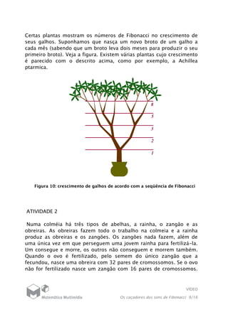 VÍDEO
Os caçadores dos sons de Fibonacci 9/16
Certas plantas mostram os números de Fibonacci no crescimento de
seus galhos. Suponhamos que nasça um novo broto de um galho a
cada mês (sabendo que um broto leva dois meses para produzir o seu
primeiro broto). Veja a figura. Existem várias plantas cujo crescimento
é parecido com o descrito acima, como por exemplo, a Achillea
ptarmica.
Figura 10: crescimento de galhos de acordo com a seqüência de Fibonacci
ATIVIDADE 2
Numa colméia há três tipos de abelhas, a rainha, o zangão e as
obreiras. As obreiras fazem todo o trabalho na colmeia e a rainha
produz as obreiras e os zangões. Os zangões nada fazem, além de
uma única vez em que perseguem uma jovem rainha para fertilizá-la.
Um consegue e morre, os outros não conseguem e morrem também.
Quando o ovo é fertilizado, pelo semem do único zangão que a
fecundou, nasce uma obreira com 32 pares de cromossomos. Se o ovo
não for fertilizado nasce um zangão com 16 pares de cromossomos.
 