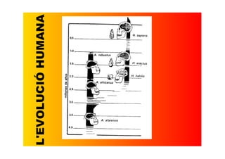 L'EVOLUCIÓ HUMANA
 