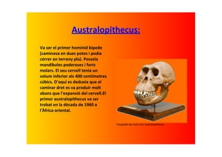 Australopithecus:
Va ser el primer homínid bípede 
(caminava en dues potes i podia 
córrer en terreny pla). Posseïa 
mandíbules poderoses i forts 
molars. El seu cervell tenia un 
volum inferior als 400 centímetres 
cúbics. D'aquí es dedueix que el 
caminar dret es va produir molt 
abans que l'expansió del cervell.El 
primer australopithecus va ser 
trobat en la dècada de 1960 a 
l'Àfrica oriental.

                                       Fotografia del crani d'un Australopithecus
 