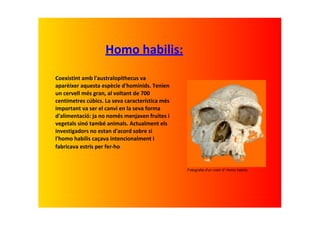 Homo habilis:
Coexistint amb l'australopithecus va 
aparèixer aquesta espècie d'homínids. Tenien 
un cervell més gran, al voltant de 700 
centímetres cúbics. La seva característica més 
important va ser el canvi en la seva forma 
d'alimentació: ja no només menjaven fruites i 
vegetals sinó també animals. Actualment els 
investigadors no estan d'acord sobre si 
l'homo habilis caçava intencionalment i 
fabricava estris per fer‐ho.


                                                  Fotografia d'un crani d' Homo habilis
 