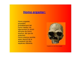 Homo ergaster:

Homo ergaster, 
procedeix 
probablement del 
homo habilis i és 
bàsicament la versió 
africana de homo 
erectus, del que és 
antecisor. 
Homo erectus sembla 
estar dacord de la 
aceptació de dos 
espècies diferents.
                        Fotografia d'un crani d'homo ergaster
 