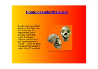 Homo neanderthalensis:


A partir dels hossos fósils 
descobers fins l'hora (uns 
400 individuos), són: 
esquelet ferm, pelvis 
groixuda, extremitats 
curtes, front baixa i 
inclinada, mandíbules i 
gran capacitat craneal ­ 
150 cm ­ . Vivíen en grups 
organitzats, formats per el 
voltant d'uns 30 membres.
                               Fotografia d'un crani d'homo neanderthalensis
 