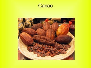 Cacao
 