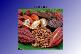 cacao
 