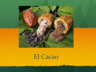 El Cacao
 