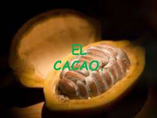 EL 
CACAO. 
 