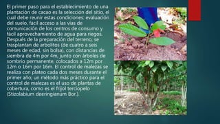 El primer paso para el establecimiento de una
plantación de cacao es la selección del sitio, el
cual debe reunir estas condiciones: evaluación
del suelo, fácil acceso a las vías de
comunicación de los centros de consumo y
fácil aprovechamiento de agua para riegos.
Después de la preparación del terreno, se
trasplantan de arbolitos (de cuatro a seis
meses de edad, sin bolsa), con distancias de
siembra de 4m por 4m, junto con árboles de
sombrío permanente, colocados a 12m por
12m o 16m por 16m. El control de malezas se
realiza con plateo cada dos meses durante el
primer año; un método más práctico para el
control de malezas es el uso de plantas de
cobertura, como es el frijol terciopelo
(Stizolabium deeringianum Bor.).
 