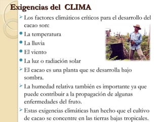 Exigencias del CLIMAExigencias del CLIMA
 Los factores climáticos críticos para el desarrollo del
cacao son:
La temperatura
La lluvia
El viento
La luz o radiación solar
 El cacao es una planta que se desarrolla bajo
sombra.
 La humedad relativa también es importante ya que
puede contribuir a la propagación de algunas
enfermedades del fruto.
 Estas exigencias climáticas han hecho que el cultivo
de cacao se concentre en las tierras bajas tropicales.
 