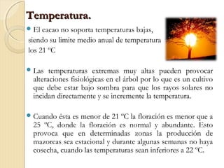 Temperatura.Temperatura.
El cacao no soporta temperaturas bajas,
siendo su limite medio anual de temperatura
los 21 ºC
Las temperaturas extremas muy altas pueden provocar
alteraciones fisiológicas en el árbol por lo que es un cultivo
que debe estar bajo sombra para que los rayos solares no
incidan directamente y se incremente la temperatura.
Cuando ésta es menor de 21 ºC la floración es menor que a
25 ºC, donde la floración es normal y abundante. Esto
provoca que en determinadas zonas la producción de
mazorcas sea estacional y durante algunas semanas no haya
cosecha, cuando las temperaturas sean inferiores a 22 ºC.
 