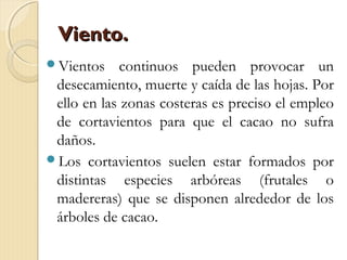 Viento.Viento.
Vientos continuos pueden provocar un
desecamiento, muerte y caída de las hojas. Por
ello en las zonas costeras es preciso el empleo
de cortavientos para que el cacao no sufra
daños.
Los cortavientos suelen estar formados por
distintas especies arbóreas (frutales o
madereras) que se disponen alrededor de los
árboles de cacao.
 
