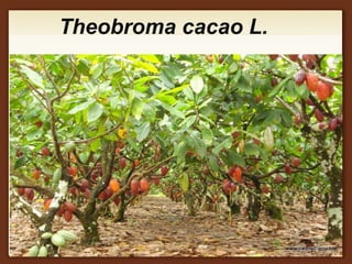 Theobroma cacao L.
 