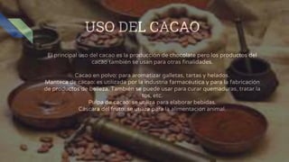 USO DEL CACAO
El principal uso del cacao es la producción de chocolate pero los productos del
cacao también se usan para otras finalidades.
Cacao en polvo: para aromatizar galletas, tartas y helados.
Manteca de cacao: es utilizada por la industria farmacéutica y para la fabricación
de productos de belleza. También se puede usar para curar quemaduras, tratar la
tos, etc.
Pulpa de cacao: se utiliza para elaborar bebidas.
Cáscara del fruto: se utiliza para la alimentación animal.
 