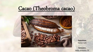 Expositora:
Karina Calis
Semestre:
Sexto semestre “A”
Cacao (Theobroma cacao)
 