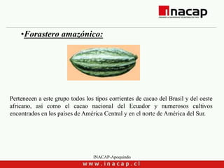 INACAP-Apoquindo
•Forastero amazónico:
Pertenecen a este grupo todos los tipos corrientes de cacao del Brasil y del oeste
africano, así como el cacao nacional del Ecuador y numerosos cultivos
encontrados en los países de América Central y en el norte de América del Sur.
 