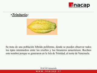 INACAP-Apoquindo
•Trinitario:
Se trata de una población híbrida poliforme, donde se pueden observar todos
los tipos intermedios entre los criollos y los forasteros amazónicos. Reciben
este nombre porque se generaron en la Isla de Trinidad, al norte de Venezuela.
 