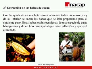 INACAP-Apoquindo
2° Extracción de las habas de cacao
Con la ayuda de un machete vamos abriendo todas las mazorcas y
de su interior se sacan las habas que se irán preparando para el
siguiente paso. Estas habas están recubiertas de una especie de pasta
blanquecina y de un hilo principal al que están adheridas y que será
eliminada.
 