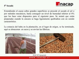 INACAP-Apoquindo
5° Secado
Extendiendo el cacao sobre grandes superficies se procede al secado al sol o
por métodos mecánicos, hasta conseguir un nivel de humedad inferior al 8%
que los hace estar dispuestos para el siguiente paso. Se notará que están
preparadas cuando la cáscara se haga ligeramente quebradiza con un sonido
característico.
La estancia del haba en la plantación, en el lugar de origen, se ha terminado,
aquí se almacenan en sacos y se envían las fábricas.
 