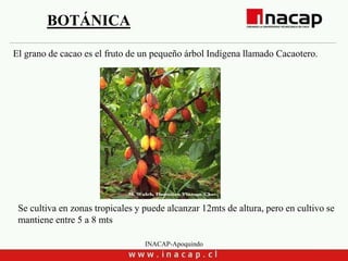 INACAP-Apoquindo
BOTÁNICA
Se cultiva en zonas tropicales y puede alcanzar 12mts de altura, pero en cultivo se
mantiene entre 5 a 8 mts
El grano de cacao es el fruto de un pequeño árbol Indígena llamado Cacaotero.
 