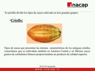INACAP-Apoquindo
Es posible dividir los tipos de cacao cultivado en tres grandes grupos:
•Criollo:
Tipos de cacao que presentan las mismas características de los antiguos criollos
venezolanos que se cultivaban también en América Central y en México cuyos
granos de cotiledones blancos proporcionaban un producto de calidad superior.
 