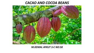 CACAO AND COCOA BEANS
M.KEMAL AYKUT 3-C NO:58
 