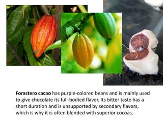Cacao Bean Processing / Dr. Fe Dimero