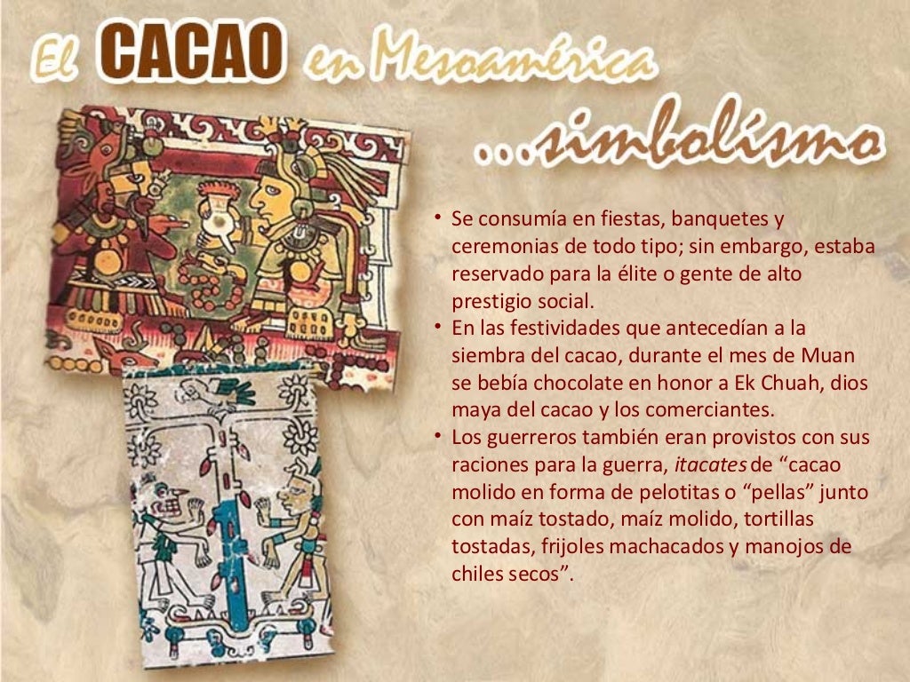 Cacao en mesoamerica