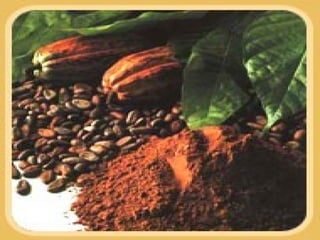 Cacao en polvo power point