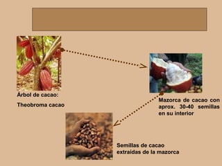 Árbol de cacao:
Theobroma cacao
Mazorca de cacao con
aprox. 30-40 semillas
en su interior
Semillas de cacao
extraídas de la mazorca
 