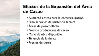 Cacao para la Paz: Un Análisis de la Cadena Productiva de Cacao en Colombia