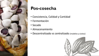 Cacao para la Paz: Un Análisis de la Cadena Productiva de Cacao en Colombia