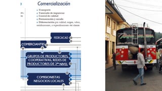 Cacao para la Paz: Un Análisis de la Cadena Productiva de Cacao en Colombia