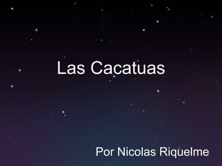 Las Cacatuas



    Por Nicolas Riquelme
 
