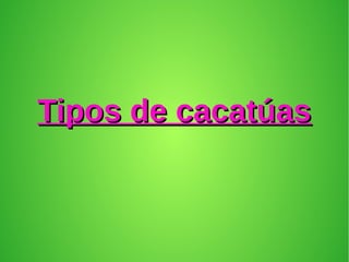 Tipos de cacatúasTipos de cacatúas