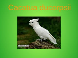 Cacatua ducorpsii