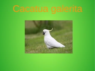 Cacatua galerita