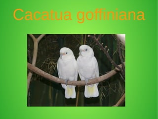 Cacatua goffiniana