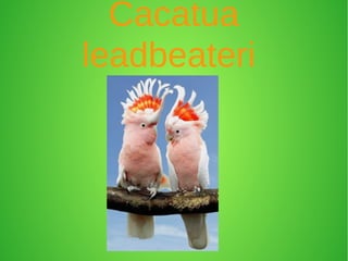 Cacatua
leadbeateri