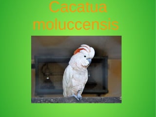 Cacatua
moluccensis