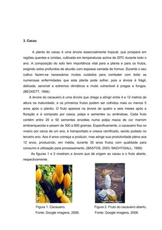 9 
3. Cacau 
A planta do cacau é uma árvore essencialmente tropical, que prospera em 
regiões quentes e úmidas, cultivada em temperaturas acima de 20ºC durante todo o 
ano. A composição do solo tem importância vital para a planta e para os frutos, 
exigindo solos profundos de aluvião com espessa camada de húmus. Durante o seu 
cultivo fazem-se necessários muitos cuidados para combater com êxito as 
numerosas enfermidades que esta planta pode sofrer, pois a árvore é frágil, 
delicada, sensível a extremos climáticos e muito vulnerável à pragas e fungos. 
(BECKETT, 1994) 
A árvore do cacaueiro é uma árvore que chega a atingir entre 4 e 12 metros de 
altura na maturidade, e os primeiros frutos podem ser colhidos mais ou menos 5 
anos após o plantio. O fruto aparece na árvore de quatro a seis meses após a 
floração e é composto por casca, polpa e sementes ou amêndoas. Cada fruto 
contém entre 20 e 50 sementes envoltas numa polpa macia de cor marrom 
embranquecida e pesam de 300 a 600 gramas. Especificamente, o cacaueiro fica no 
viveiro por cerca de um ano, é transportado e cresce ramificado, sendo podado no 
terceiro ano. Aos 4 anos começa a produzir, mas atinge sua produtividade plena aos 
12 anos, produzindo, em média, durante 35 anos frutos com qualidade para 
consumo e utilização para processamento. (BASTOS, 2003; NACHTIGALL, 1999) 
As figuras 1 e 2 mostram a árvore que dá origem ao cacau e o fruto aberto, 
respectivamente. 
Figura 1. Cacaueiro. Figura 2. Fruto do cacaueiro aberto. 
Fonte: Google imagens, 2008. Fonte: Google imagens, 2008. 
 
