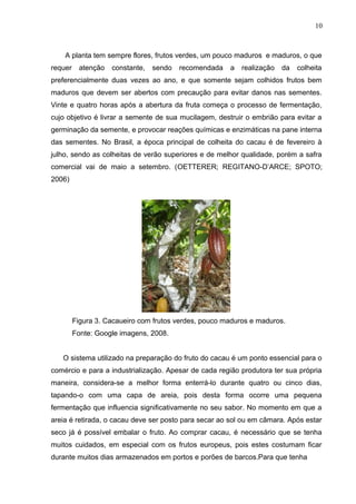 10 
A planta tem sempre flores, frutos verdes, um pouco maduros e maduros, o que 
requer atenção constante, sendo recomendada a realização da colheita 
preferencialmente duas vezes ao ano, e que somente sejam colhidos frutos bem 
maduros que devem ser abertos com precaução para evitar danos nas sementes. 
Vinte e quatro horas após a abertura da fruta começa o processo de fermentação, 
cujo objetivo é livrar a semente de sua mucilagem, destruir o embrião para evitar a 
germinação da semente, e provocar reações químicas e enzimáticas na pane interna 
das sementes. No Brasil, a época principal de colheita do cacau é de fevereiro à 
julho, sendo as colheitas de verão superiores e de melhor qualidade, porém a safra 
comercial vai de maio a setembro. (OETTERER; REGITANO-D’ARCE; SPOTO; 
2006) 
Figura 3. Cacaueiro com frutos verdes, pouco maduros e maduros. 
Fonte: Google imagens, 2008. 
O sistema utilizado na preparação do fruto do cacau é um ponto essencial para o 
comércio e para a industrialização. Apesar de cada região produtora ter sua própria 
maneira, considera-se a melhor forma enterrá-lo durante quatro ou cinco dias, 
tapando-o com uma capa de areia, pois desta forma ocorre uma pequena 
fermentação que influencia significativamente no seu sabor. No momento em que a 
areia é retirada, o cacau deve ser posto para secar ao sol ou em câmara. Após estar 
seco já é possível embalar o fruto. Ao comprar cacau, é necessário que se tenha 
muitos cuidados, em especial com os frutos europeus, pois estes costumam ficar 
durante muitos dias armazenados em portos e porões de barcos.Para que tenha 
 